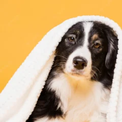 Animais de estimação